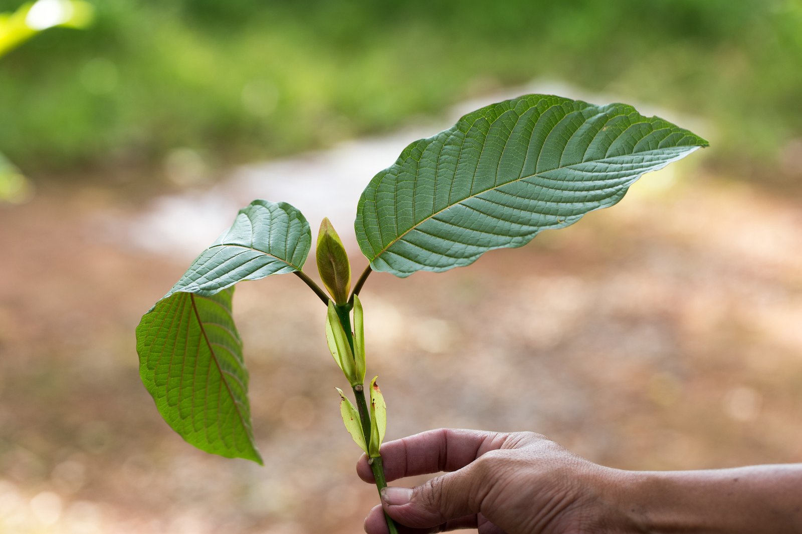 Difference Between Kratom Herb And Matcha Kratom - Rippl USA